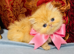 Light pink girl - Persian Kitten For Sale - 