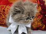 Blue Boy - Persian Kitten For Sale - 