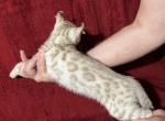 Yeti Snow Man - Highlander Kitten For Sale - Lake Isabella&comma; CA&comma; US