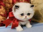 Himie red girl - Himalayan Kitten For Sale - AZ&comma; US