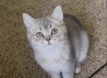 Bee - British Shorthair Kitten For Sale - Johns Creek&comma; GA&comma; US