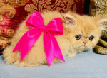 Bright pink girl - Persian Kitten For Sale - 