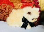 Cream Boy Black ribbon - Persian Kitten For Sale - AZ&comma; US
