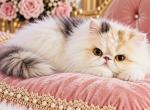 Sushi - Persian Cat For Sale/Retired Breeding - AZ&comma; US