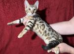 Mowgli - Bengal Kitten For Sale - Lake Isabella&comma; CA&comma; US