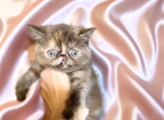 Truffles CFA Exotic Persian - Exotic Kitten For Sale - 