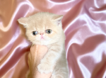 Carmela a CFA Exotic Persian - Exotic Kitten For Sale - 