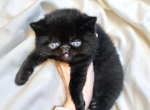 Midnight a CFA Exotic Persian SH - Exotic Kitten For Sale - 