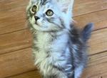 Silver tabby male - Maine Coon Kitten For Sale - Chapel Hill&comma; NC&comma; US