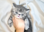 Blueberry a CFA Exotic Persian SH - Exotic Kitten For Sale - PA&comma; US