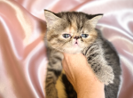 Jade a CFA Exotic Persian SH - Exotic Kitten For Sale - PA&comma; US