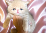 Reserved Cream Brulee a CFA Exotic Persian - Exotic Kitten For Sale - PA&comma; US