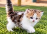 Long hair Lary - British Shorthair Kitten For Sale - Northridge&comma; CA&comma; US