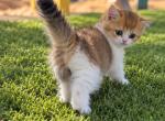 Mark - British Shorthair Kitten For Sale - Phoenix&comma; AZ&comma; US