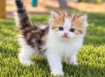 Long hair Naum - British Shorthair Kitten For Sale - Las Vegas&comma; NV&comma; US