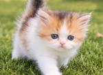Long hair Mika - British Shorthair Kitten For Sale - Las Vegas&comma; NV&comma; US