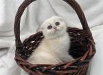 Sima - Scottish Fold Kitten For Sale - 