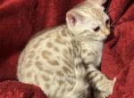 Elsa - Bengal Kitten For Sale - Lake Isabella&comma; CA&comma; US