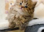 Chocolate spotted British longhair - British Shorthair Kitten For Sale - City Of Spokane Valley&comma; WA&comma; US