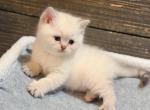 Color point British Shorthair boy - British Shorthair Kitten For Sale - City Of Spokane Valley&comma; WA&comma; US