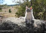 Jimbo - Maine Coon Kitten For Sale - Bozeman&comma; MT&comma; US