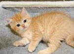Golden British Shorthair boy - British Shorthair Kitten For Sale - City Of Spokane Valley&comma; WA&comma; US