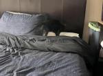 No names as yet - Domestic Kitten For Adoption - Canton&comma; MI&comma; US