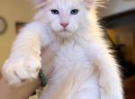Peter very fluffy cream boy - Maine Coon Kitten For Sale - Grant Valkaria&comma; FL&comma; US