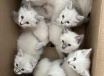 Available kittens - Siamese Kitten For Sale - Agawam&comma; MA&comma; US