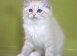 Ioann - Siberian Kitten For Sale - Pembroke Pines&comma; FL&comma; US