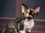 Karmen - Devon Rex Kitten For Sale - Norwalk&comma; CT&comma; US