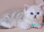 Karat - British Shorthair Kitten For Sale - Norwalk&comma; CT&comma; US