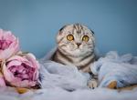 Blair - Scottish Fold Kitten For Sale - Hollywood&comma; FL&comma; US