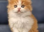 Platon - Scottish Straight Kitten For Sale - Miami&comma; FL&comma; US