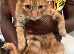 Mufasa - Domestic Cat For Adoption - Minneapolis&comma; MN&comma; US