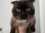 Munchkin and Scottish kilt fluffums - Munchkin Cat For Sale - 