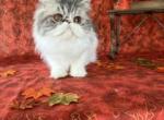 Lucy - Persian Cat For Sale/Retired Breeding - Kansas City&comma; MO&comma; US