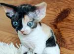 Black tortie Female - Devon Rex Kitten For Sale - Hollywood&comma; FL&comma; US