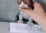 Cinnamon bicolor male - Devon Rex Kitten For Sale - Hollywood&comma; FL&comma; US
