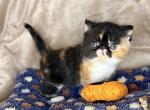 Hocus - Exotic Kitten For Sale - Syracuse&comma; NY&comma; US