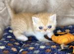 Pocus - Exotic Kitten For Sale - 