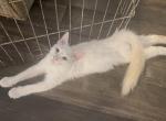 Balinese Flam point male - Balinese Kitten For Sale - Dallas&comma; TX&comma; US