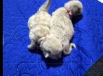 Sweetbabys - Balinese Kitten For Sale - 