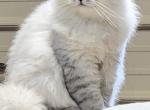 Silver boy - Persian Kitten For Sale - 