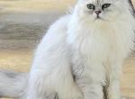 Shaded Silver babies - Persian Kitten For Sale - Gladstone&comma; VA&comma; US