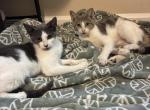 Siblings - American Shorthair Kitten For Sale - Marietta&comma; GA&comma; US