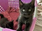 Black male - Maine Coon Kitten For Sale - Waterford&comma; ME&comma; US