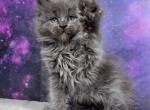 Asuna litter - Maine Coon Kitten For Sale - WA&comma; US