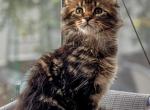 Maine coon Male - Maine Coon Kitten For Sale - Staten Island&comma; NY&comma; US