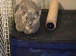 lily - Devon Rex Cat For Sale - Lynchburg&comma; VA&comma; US